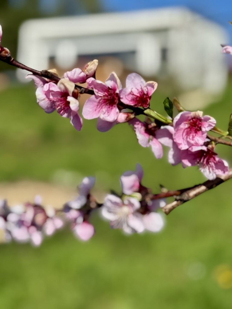 Milica Hozjan - lastnica čistilnega servisa